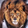 mohib5115