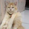 citra.cute50