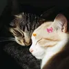 shenraplays1.1