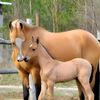 Horse Donkey