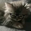 _kxiirzo984