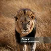 mazhar.iqbal9445