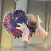 Mythical Betta Aquatic