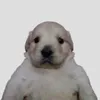 pancake_openarms1