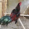 manok_baroe