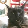 analniymonster0