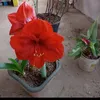 rosilene47048