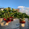 risstrawberry