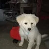 natoyar0000