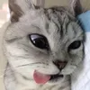 giecel80