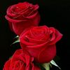 hinasheikh550