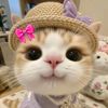 hafi7517