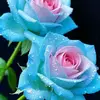 user8852819919838