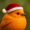 officialorangebird