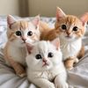 Cute Cat 😺 Story