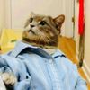 miau08047