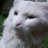 imjeffrandell
