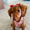 honeytheminihotdog