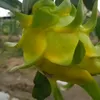 rongxanh25.1