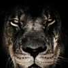 king_kurd613