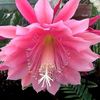 rachid.fleuriste