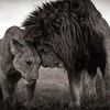 aroni.humer