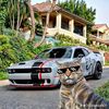 12nfs8