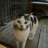 lilou_puk