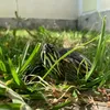 turbotheturtle