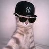 pall.noxx