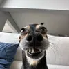 samduela