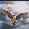 user8743012913119
