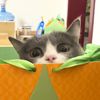 TinyPurrEwiwi