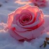 winterroses34