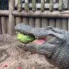 geda_gator