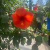 dottie_578