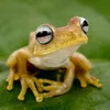 frogly_skay