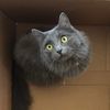 purr2me