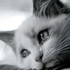 motee416