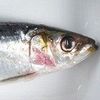 pilchard