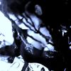 rottenangelbite