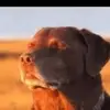 aimexedh7