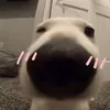 nacnhieucaiok
