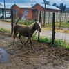 rafaelescobar5371