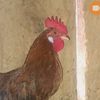 gallito_fino1