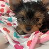 theyorkiestobyandchloe