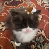 heii