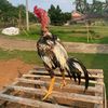 alwi.al.habsyi3