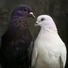7ama_xoshnaw.1
