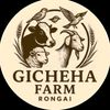 GICHEHA RANCH